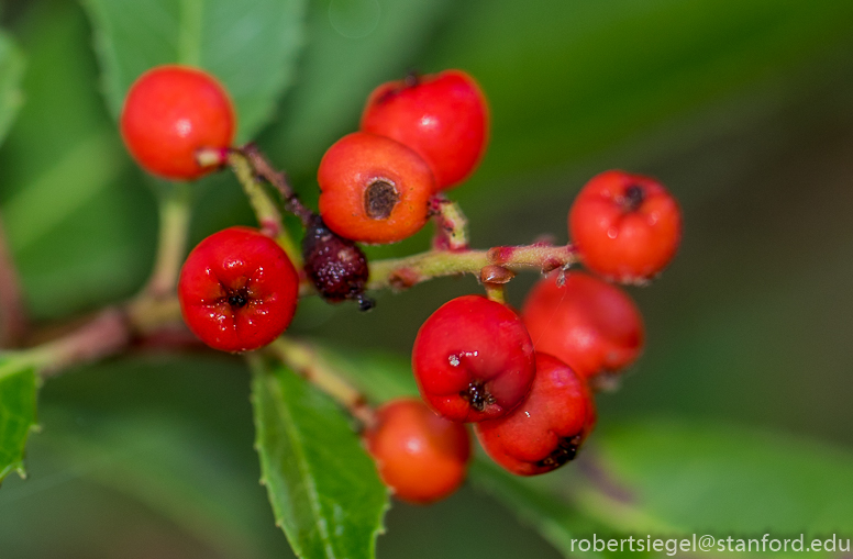 jasper ridge - toyon